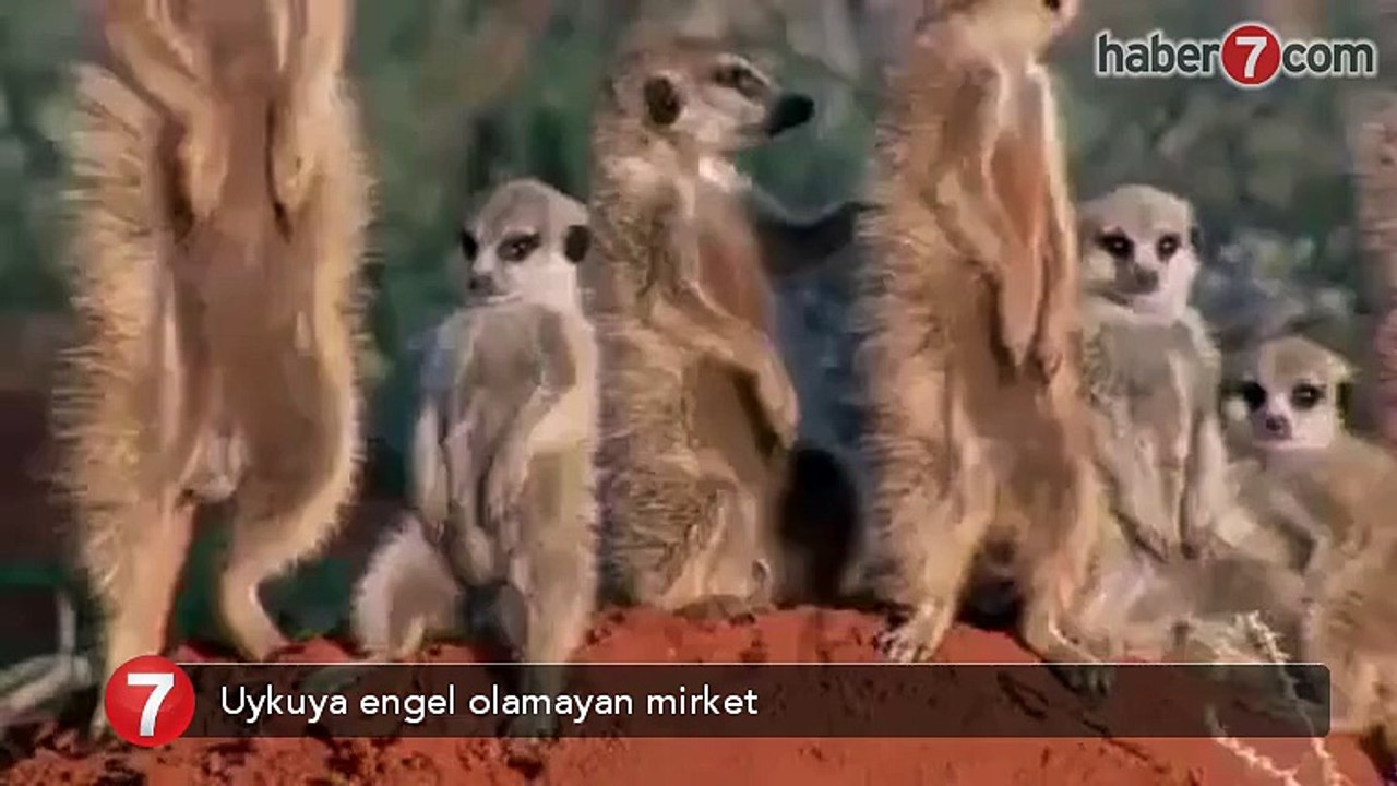 ayakta uyuyan mirket