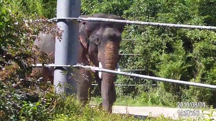 Elephant Memories - A Herd of Elephants saying Good Bye - Unforgettable Baby Elephants