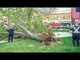 Un arbre tombe sur des enfants : deux enfants sont hospitalisés à Chelsea