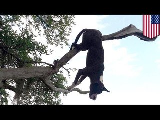 Un chien de la Caroline du Sud est retrouvé empalé sur un arbre