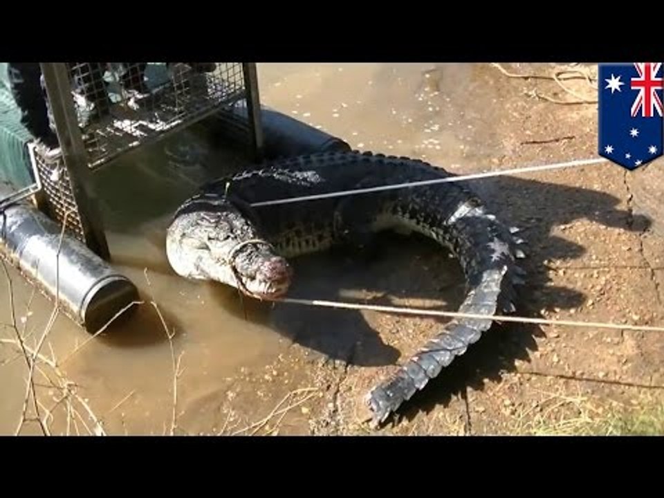 La police Australienne arrête un crocodile pour s’être comporté comme un… crocodile.