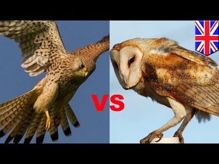 Combat d'oiseaux de proie : un faucon crécerelle et une chouette se battent!