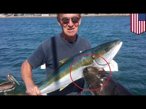 Un pêcheur se fait attaquer par une otarie alors qu’il pose pour une photo.