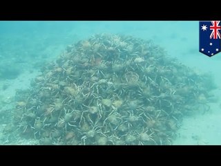 Une orgie de crabes forme la plus grande pyramide sous-marine