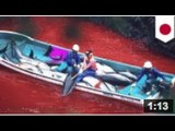 L'abattage de dauphins au Japon a encore fait un carnage