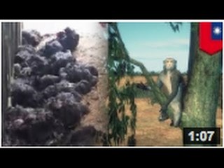 Des singes envahissent un poulailler et tuent 50 poulets