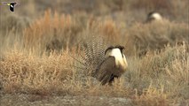 Gunnison Sage-Grouse