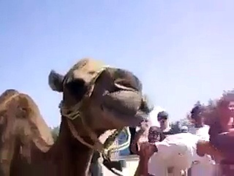 cola camel