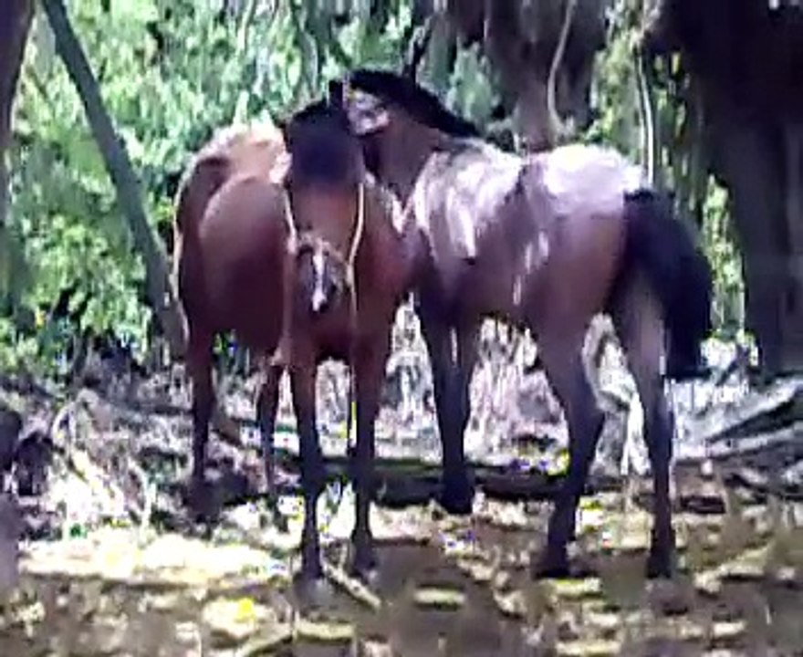 amor animal