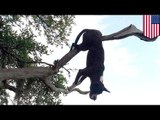 Psi szaszłyk: pies nabił się szyją na drzewo