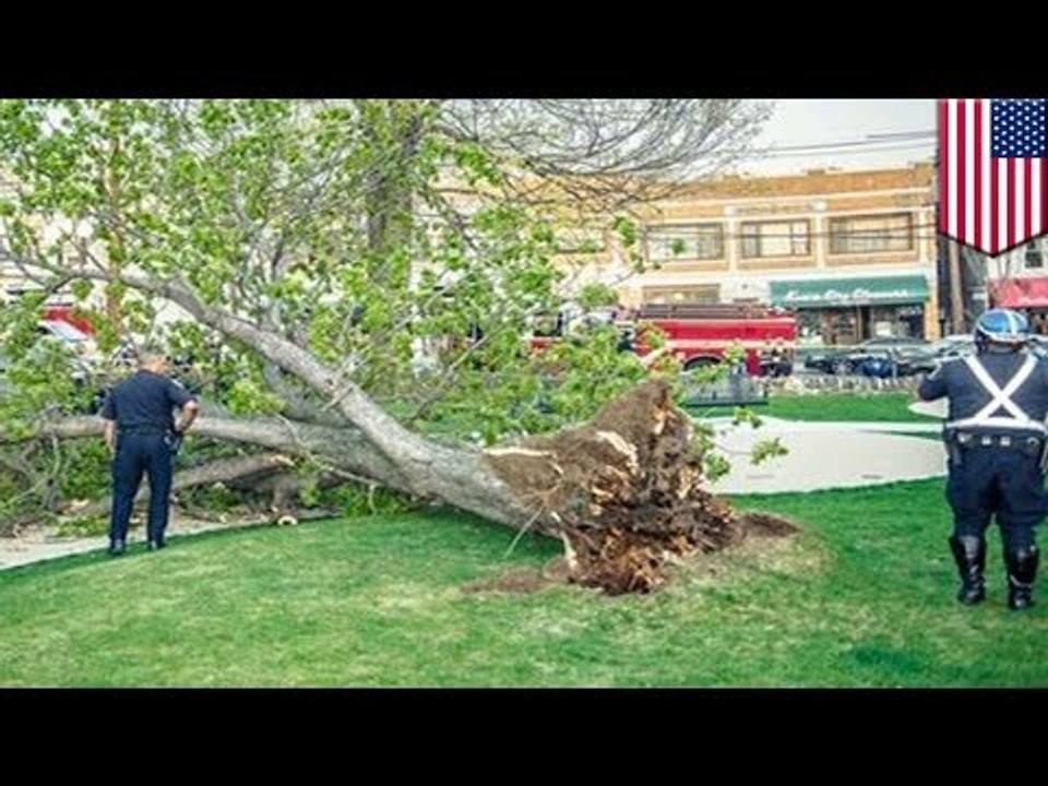 O krok od tragedii: ogromne drzewo upada na dzieci w parku
