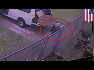 Pracownik szkoły przyłapany na przerzucaniu tygodniowych szczeniaków przez płot