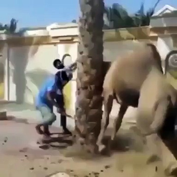 Never Ever get a Camel MAD