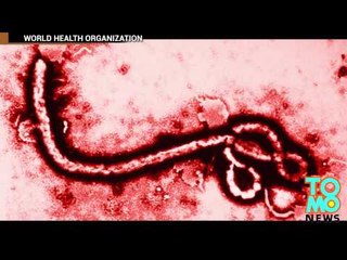 Ebola: Media zaliczyły dobry tydzień strasząc ludzi wirusem.