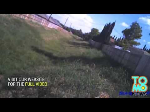 Policjant zabija 7-miesięcznego pitt bulla bez wyraźnej przyczyny.