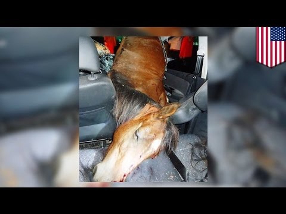 Dziwny wypadek: samochód uderza w konia. Kierowca i zwierzę nie żyją.