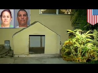 Pulis, na-raid ang isang underground marijuana at cockfighting ring sa Miami!