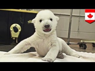 VIDEO: Panggigilan ang cute na cute na baby polar bear sa Toronto Zoo!