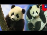 Baby Panda Yuan Zai ng Taipei Zoo, maaring kumita ng 16 million USD!