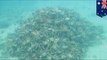 Удивительный подводный мир: тысячи крабов строят секс-пирамиду