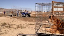 Rescued tigers swim for the first time