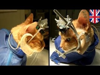 Shocking animal experiment: Cats' skulls cracked open and electrodes inserted into brains