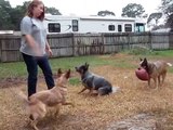 Australian Cattle Dog Cowgirls At Play
