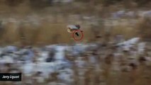 Video Of Owl Getting Ambushed By Hawk Goes Viral
