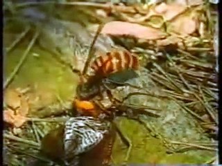 Mantid - Gottesanbeterin kämpft mit riesen Hornisse