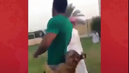 Tigers Playing With Man