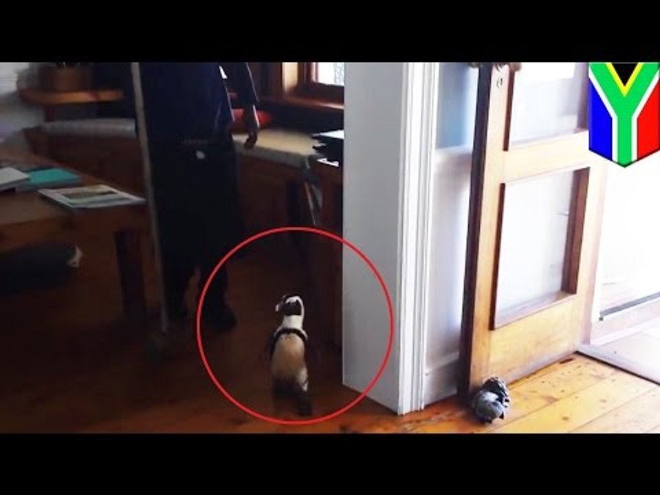 Pingwin wchodzi do restauracji. Nikt nie chce go obsłużyć.