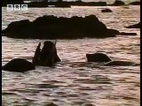 Great white shark territory - migration of ocean animals - seals, fish and turtles - BBC