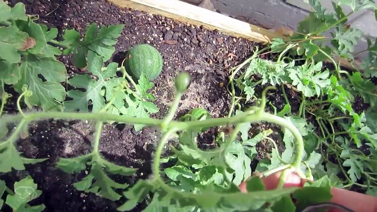 How To Prune Watermelon Plants video Dailymotion