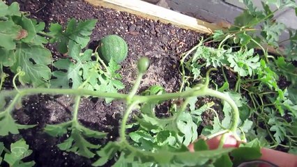 How To Prune Watermelon Plants