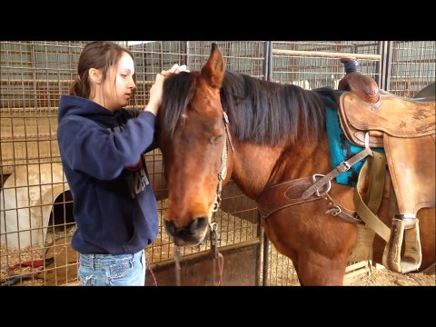 SOLD Kings Double Doc O-Nolan Horses