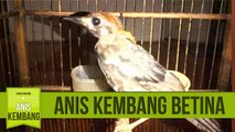 Anis Kembang Ngerol Edan Volume Dasyattt Video Dailymotion