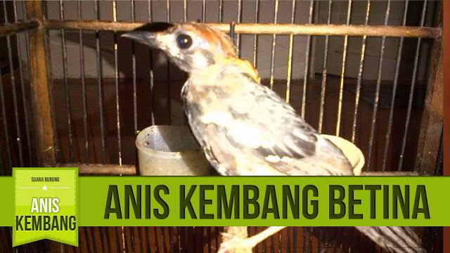 Suara Anis Kembang Betina untuk Melatih Anis Kembang Jantan Bakalan