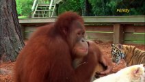 Une femelle Orang-Outan donne le biberon aux bébés tigres