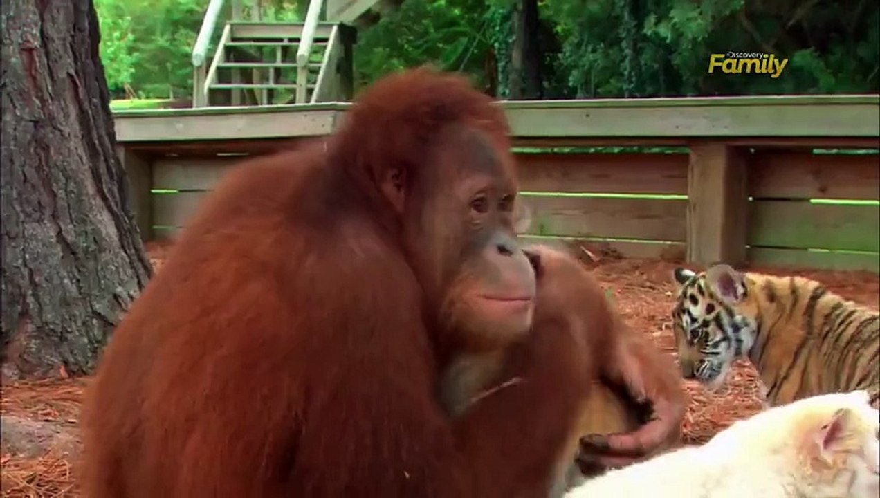 Une femelle Orang-Outan donne le biberon aux bé...