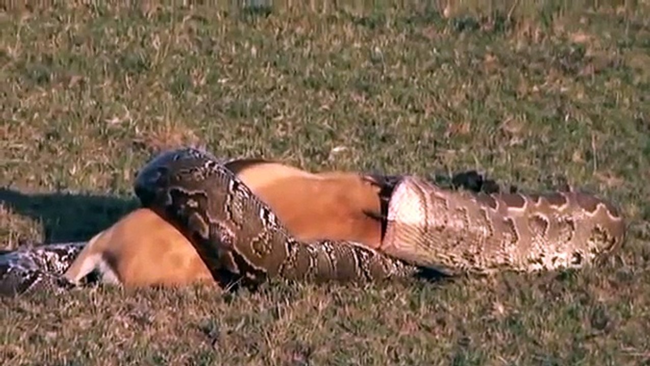 Rock Python Swallows A Whole shheep