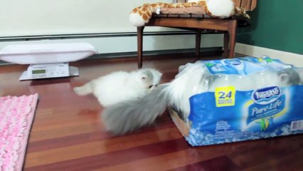 Kitten Marshmallow Too Busy Playing ( Week 7)