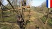 荷蘭動物園黑猩猩用樹枝擊落飛行攝影機