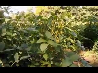 Die Sendung mit der Maus - Tofu