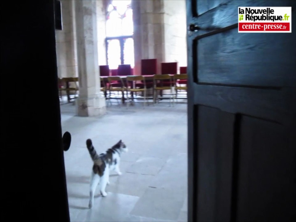 VIDEO. Poitiers. Palais de justice : chat alors !