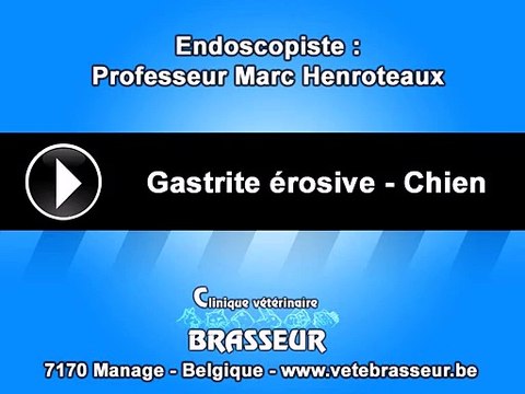 Gastrite érosive - Chien - Clinique vétérinaire Brasseur