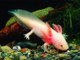 Aksolotl (Axolotl)