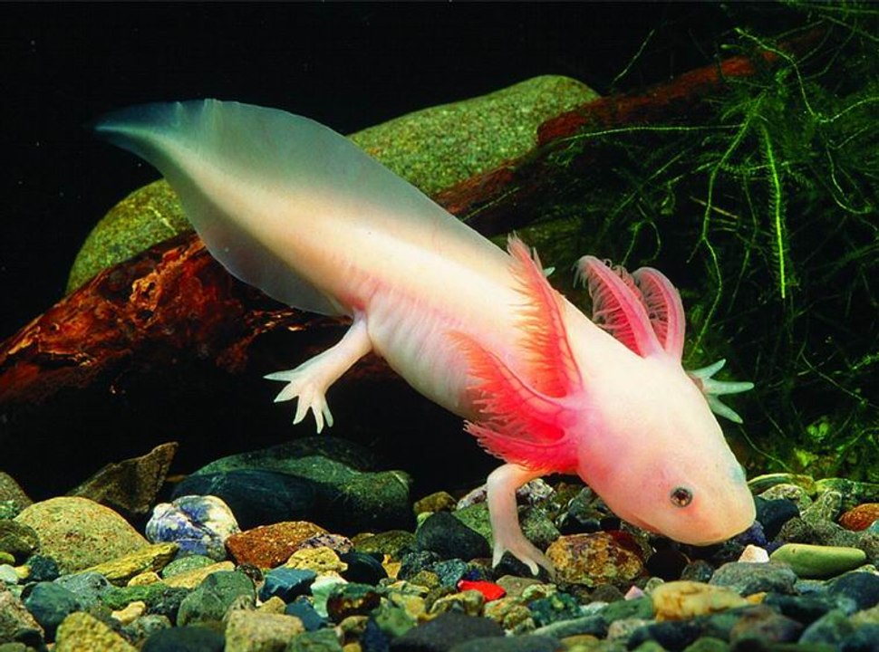 Aksolotl (Axolotl)