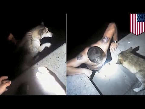 Policjant bohater ratuje psa, który wpadł do morza w zatoce.