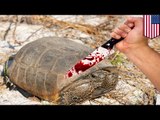 Mężczyzna z Florydy zabijał i zjadał żółwie będące pod ochroną.