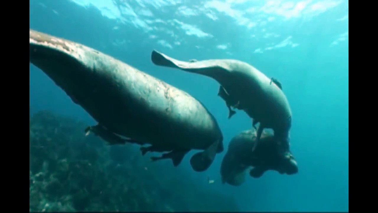 Manatees in Dominican Republic - Manatíes en República Dominicana